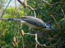 White-throated Magpie-Jay
